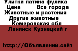 Улитки патина фулика › Цена ­ 10 - Все города Животные и растения » Другие животные   . Кемеровская обл.,Ленинск-Кузнецкий г.